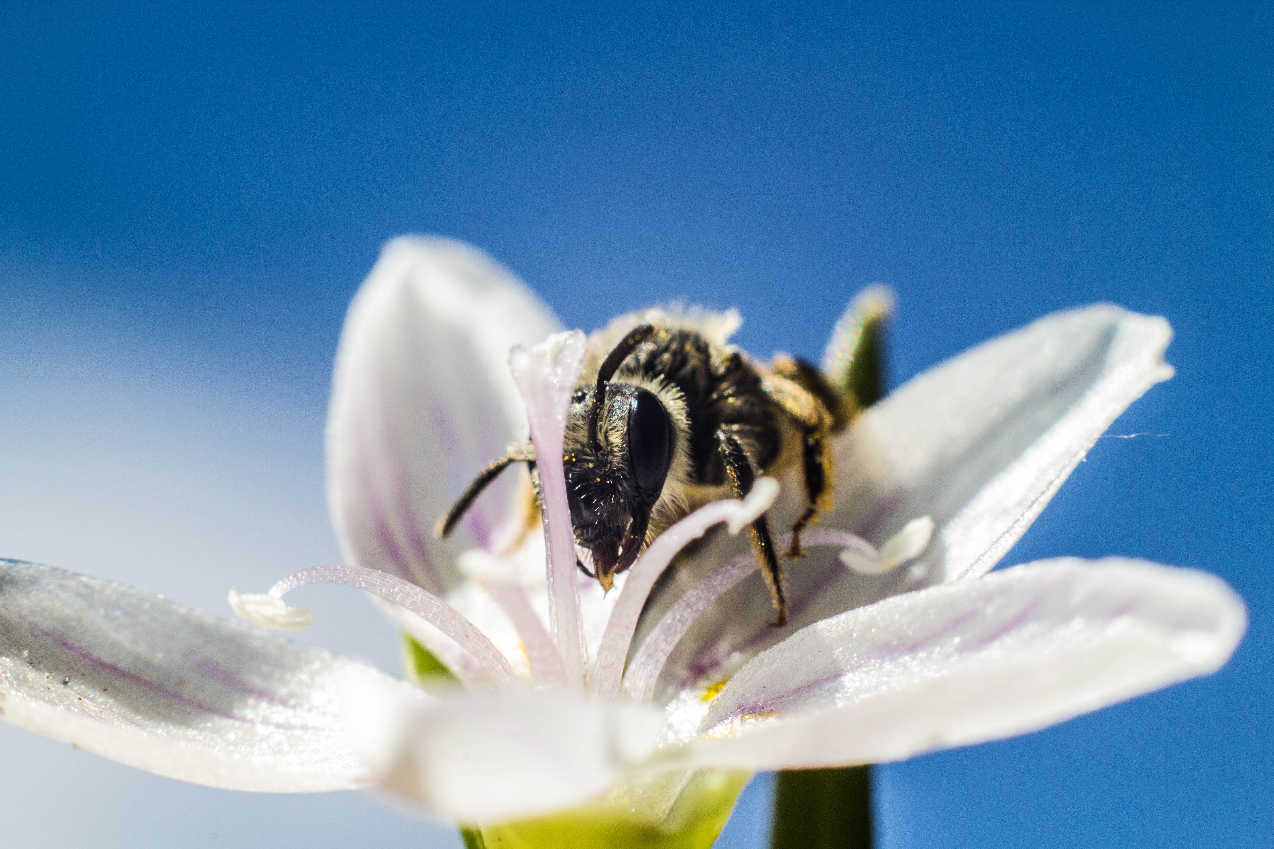 What are pollinators and why do they matter?
